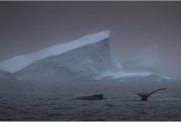 Антарктида 2016-17 (13/116)