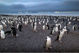 Антарктида 2016-17 (61/116)