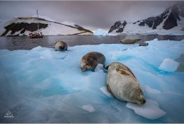 Антарктида 2016-17 (76/116)