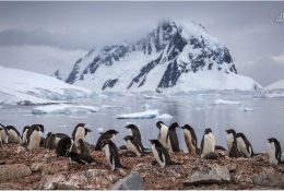 Антарктида 2014-15 (164/189)