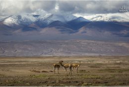 Болівія і Перу 2015 (115/153)