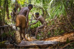 Papua with Paganels 2015: Dani & Korowai (36/186)