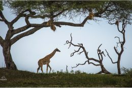 Танзанія - Кіліманджаро 2014 (7/239)