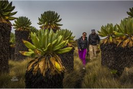 Танзанія - Кіліманджаро 2014 (18/239)