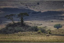 Танзанія - Кіліманджаро 2014 (20/239)