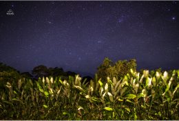 Танзанія - Кіліманджаро 2014 (48/239)