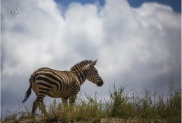 Танзанія - Кіліманджаро 2014 (73/239)