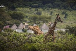 Танзанія - Кіліманджаро 2014 (135/239)