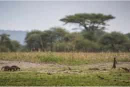 Танзанія - Кіліманджаро 2014 (163/239)