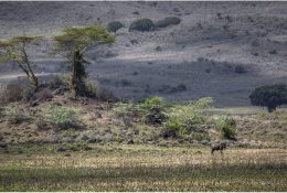 Танзанія - Кіліманджаро 2014 (205/239)