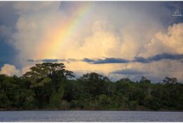 Індіанці Шипібо. Амазонія 2015 (30/45)