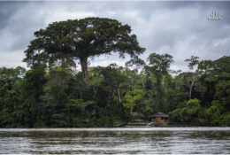 Еквадор Амазонія 2015 (5/38)