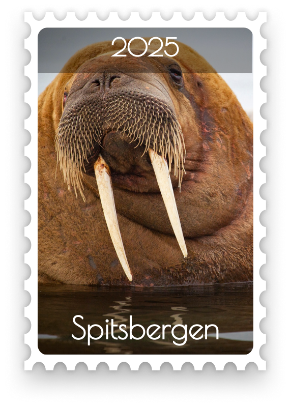 Spitsbergen 2025
